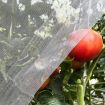 plasa anti insecte musculita alba trips tuta absoluta plosnita